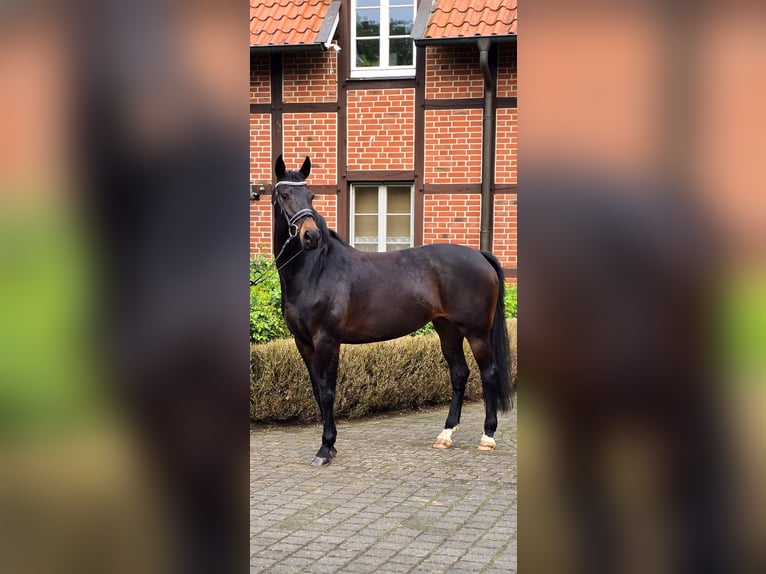 KWPN Mare 13 years 16.1 hh Smoky-Black in Warendorf