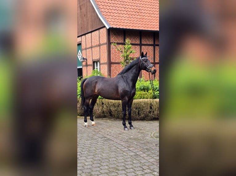 KWPN Mare 13 years 16.1 hh Smoky-Black in Warendorf