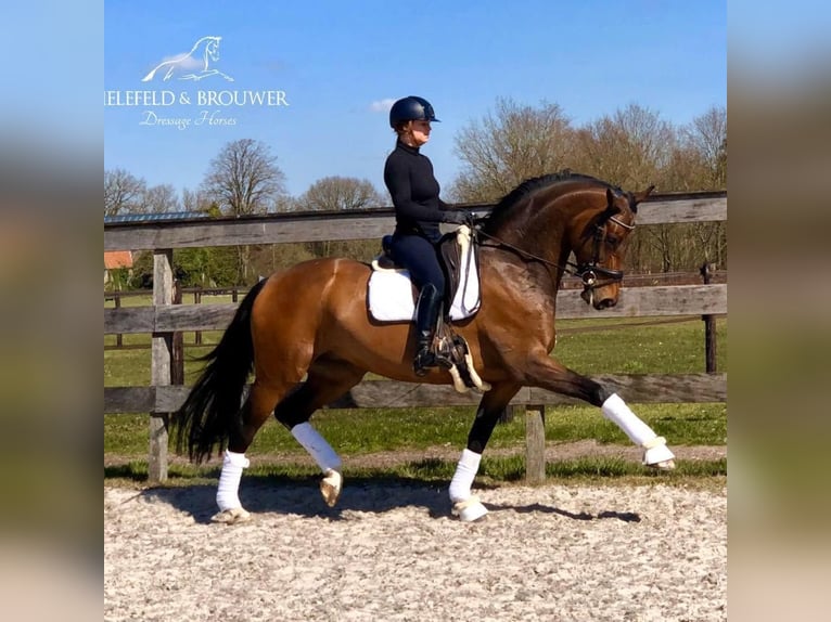 KWPN Mare 13 years 16.2 hh Bay-Dark in Boijl