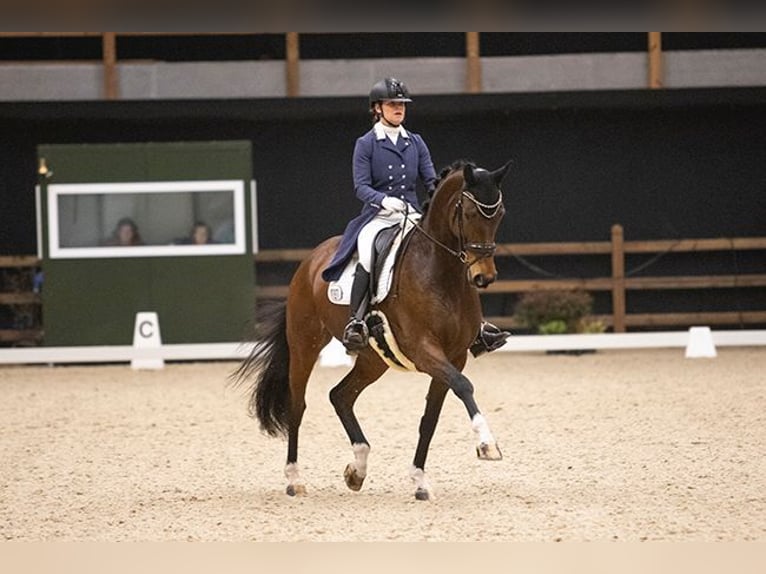KWPN Mare 13 years 16.2 hh Bay-Dark in Boijl