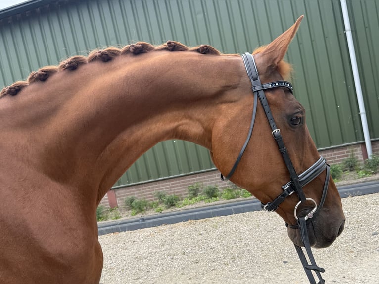KWPN Mare 13 years 16.2 hh Chestnut-Red in Oud Gastel