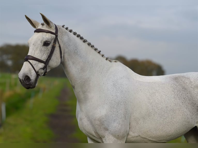 KWPN Mare 13 years 16,2 hh Gray-Blue-Tan in Oud Gastel