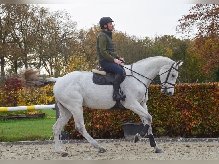 KWPN Mare 13 years 16,2 hh Gray-Blue-Tan in Oud Gastel