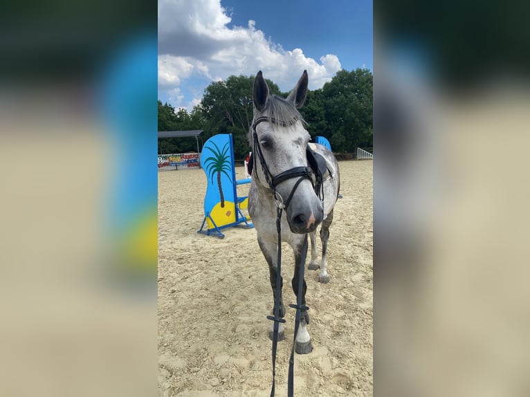 KWPN Mare 13 years 16.2 hh Grey-Dapple in Ahlen