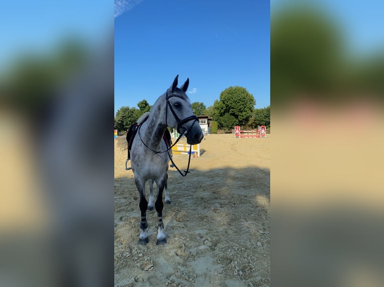 KWPN Mare 13 years 16.2 hh Grey-Dapple in Ahlen