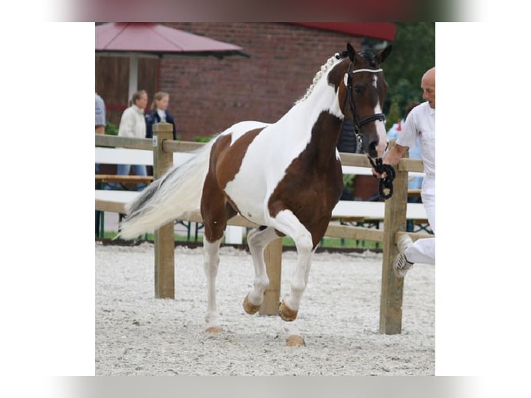 KWPN Mare 13 years 16,2 hh Pinto in Waddinxveen