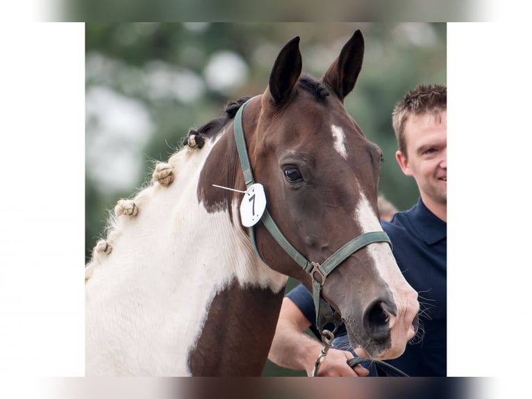 KWPN Mare 13 years 16,2 hh Pinto in Waddinxveen