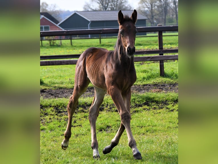 KWPN Mare 13 years 16,2 hh Smoky-Black in Markelo