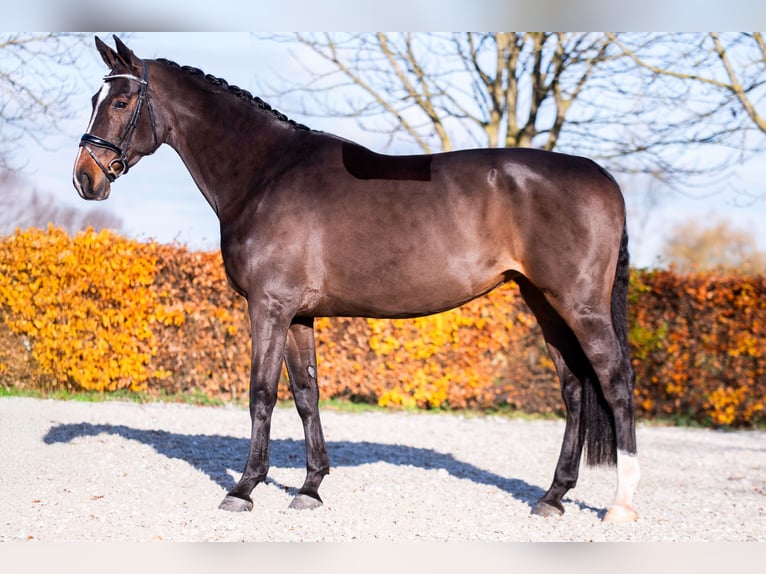 KWPN Mare 13 years 16,3 hh Bay in Weert