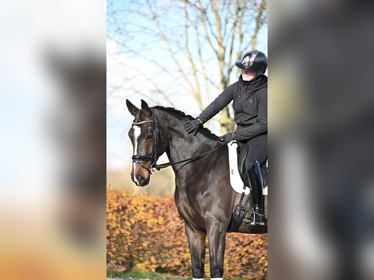 KWPN Mare 13 years 16,3 hh Bay in Weert