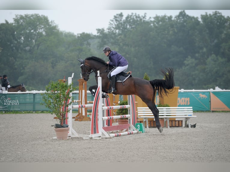 KWPN Mare 13 years 16 hh Bay-Dark in Wartberg