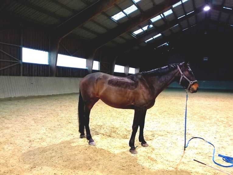 KWPN Mare 13 years 16 hh Bay-Dark in Wartberg