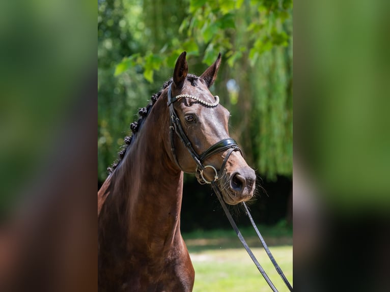 KWPN Mare 13 years 16 hh Black in Debrecen