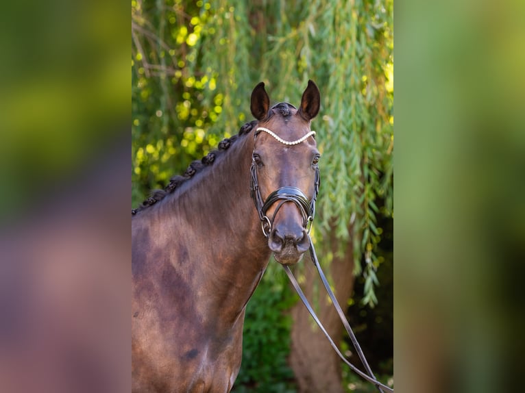 KWPN Mare 13 years 16 hh Black in Debrecen