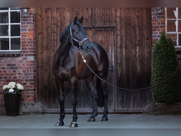 KWPN Mare 13 years 16 hh Black in Pinneberg
