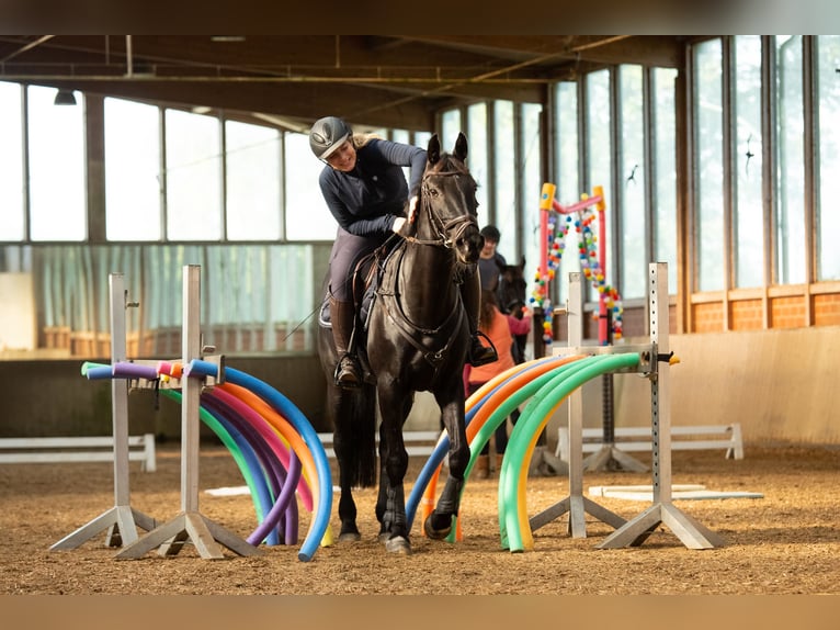 KWPN Mare 13 years 16 hh Black in Pinneberg