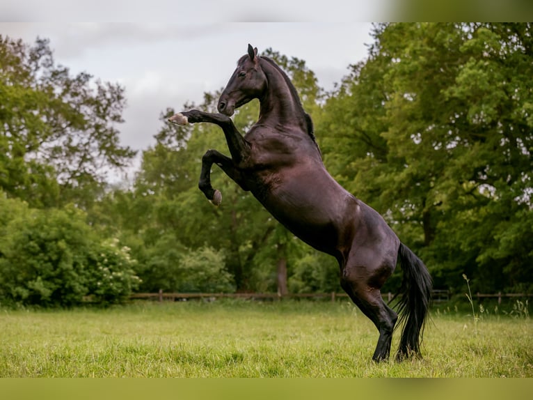 KWPN Mare 13 years 16 hh Black in Pinneberg