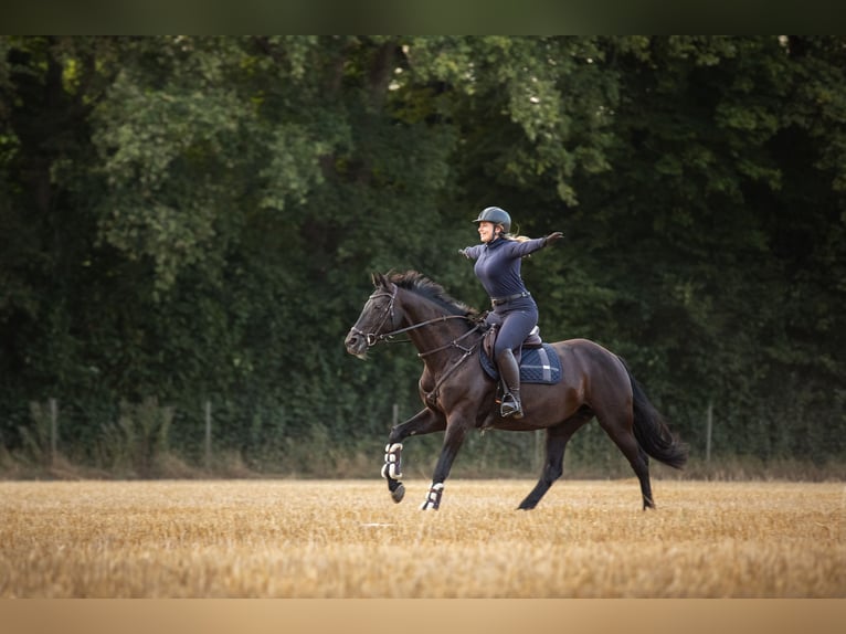 KWPN Mare 13 years 16 hh Black in Pinneberg