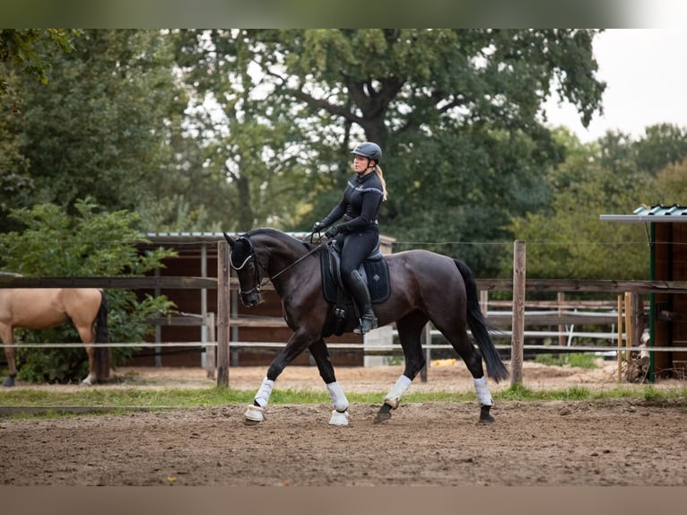 KWPN Mare 13 years 16 hh Black in Pinneberg