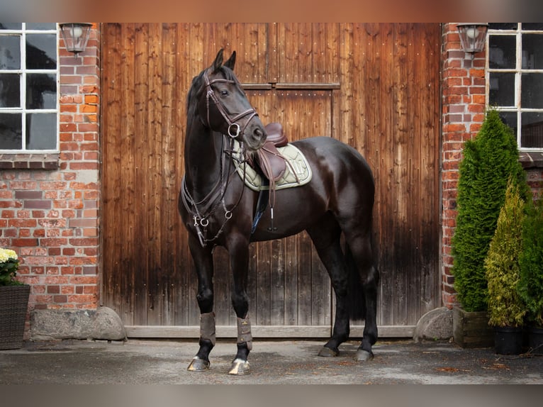 KWPN Mare 13 years 16 hh Black in Pinneberg