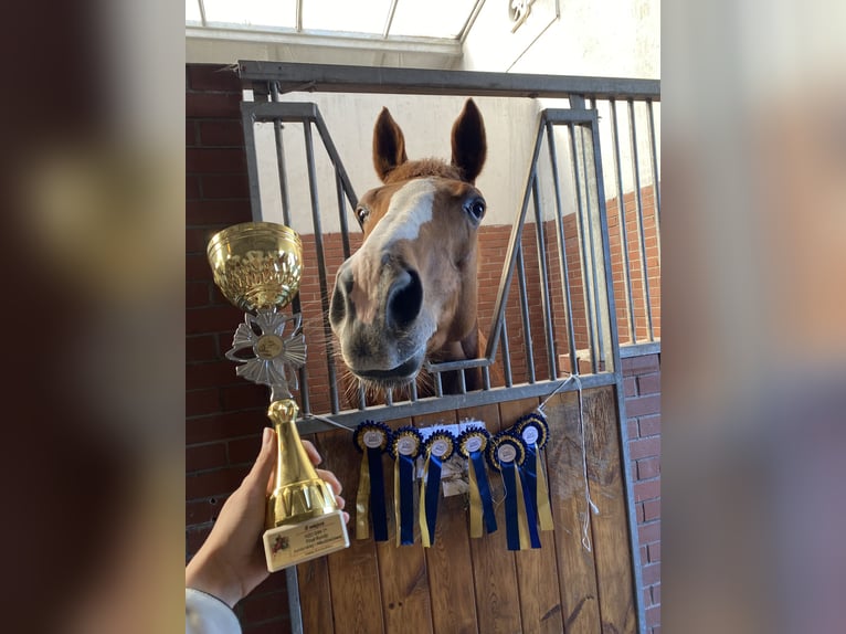 KWPN Mare 13 years 16 hh Chestnut-Red in Sierniki