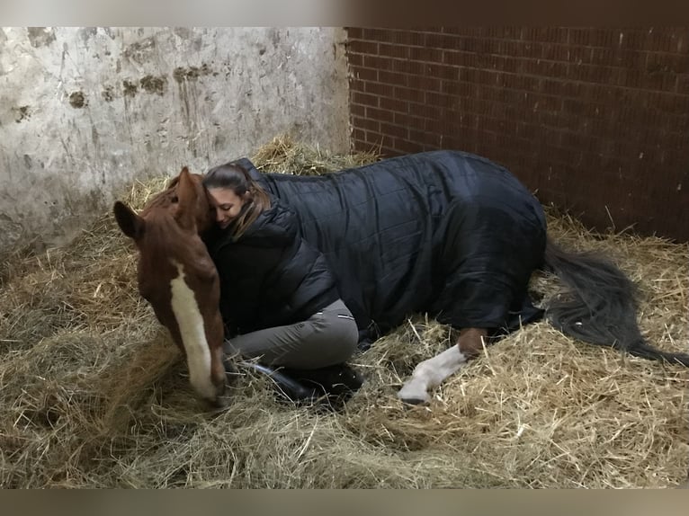 KWPN Mare 13 years 16 hh Chestnut-Red in Sierniki