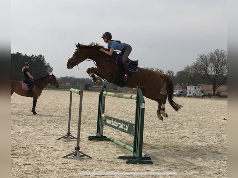 KWPN Mare 13 years 16 hh Chestnut-Red in Sierniki