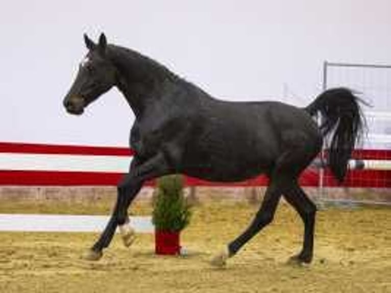 KWPN Mare 13 years 16 hh Smoky-Black in Waddinxveen