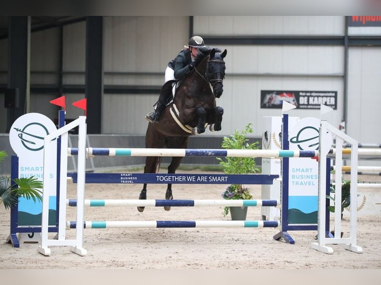 KWPN Mare 13 years 16,1 hh Black in Nederhorst den Berg