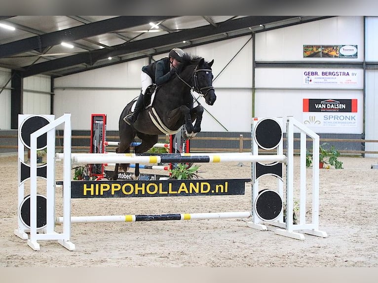 KWPN Mare 13 years 16,1 hh Black in Nederhorst den Berg