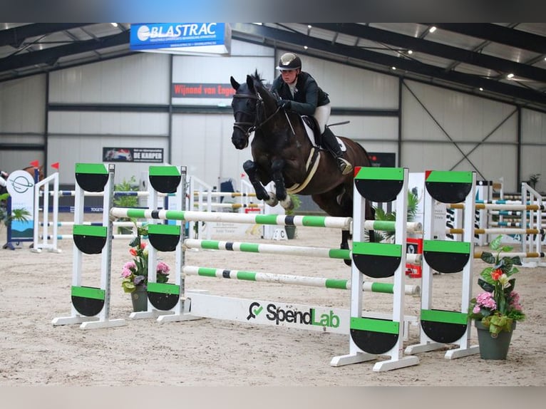 KWPN Mare 13 years 16,1 hh Black in Nederhorst den Berg