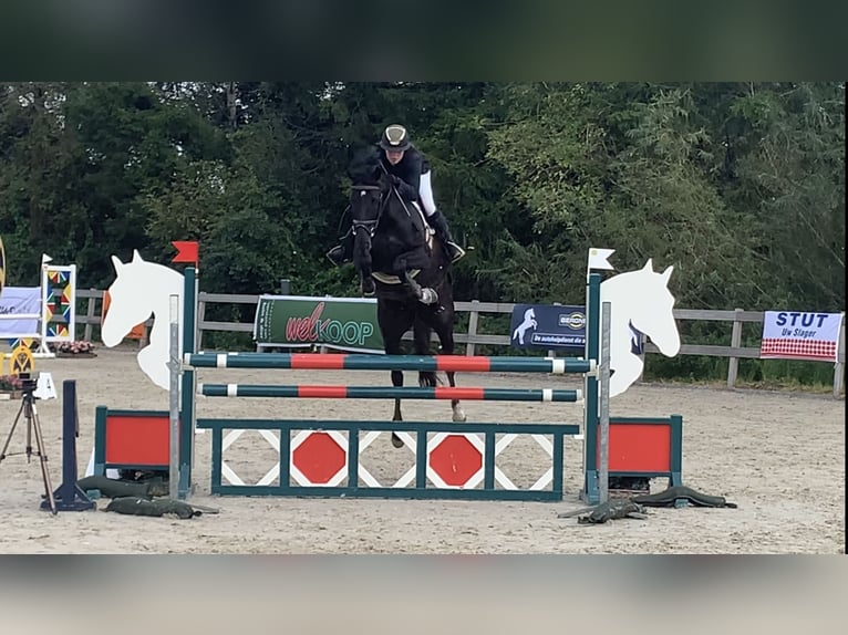 KWPN Mare 13 years 16,1 hh Black in Nederhorst den Berg