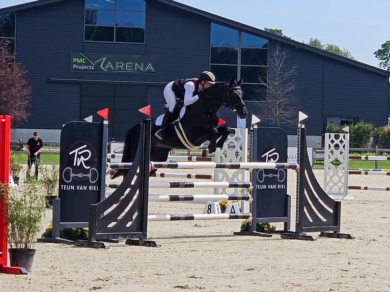 KWPN Mare 13 years 16,1 hh Black in Nederhorst den Berg