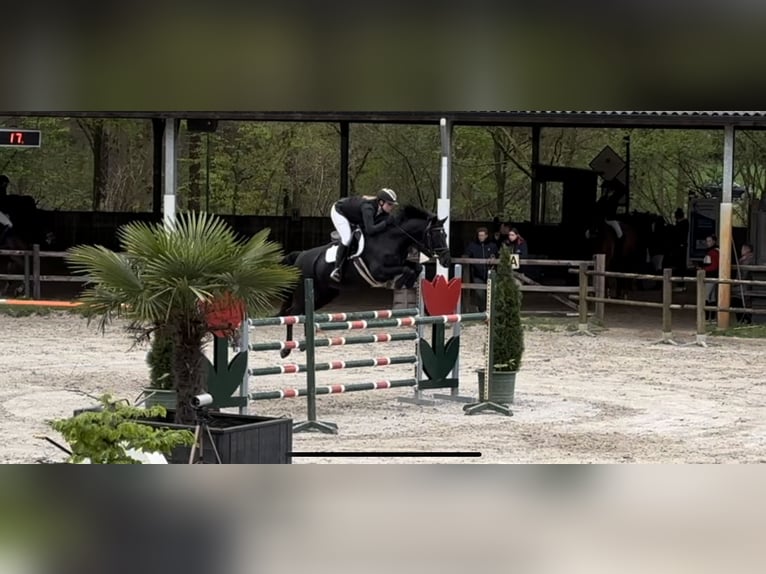 KWPN Mare 13 years 16,1 hh Black in Nederhorst den Berg