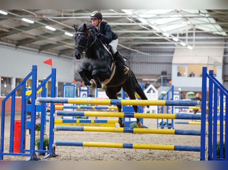 KWPN Mare 13 years 16,1 hh Black in Nederhorst den Berg