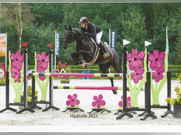 KWPN Mare 13 years 16,1 hh Black in Nederhorst den Berg