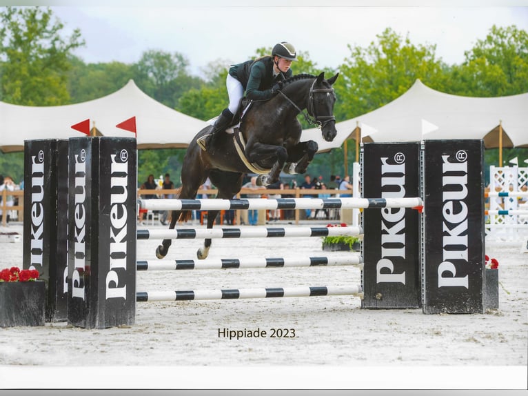 KWPN Mare 13 years 16,1 hh Black in Nederhorst den Berg