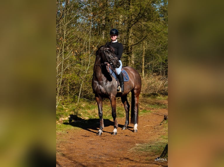 KWPN Mare 13 years 16,1 hh Black in Nederhorst den Berg