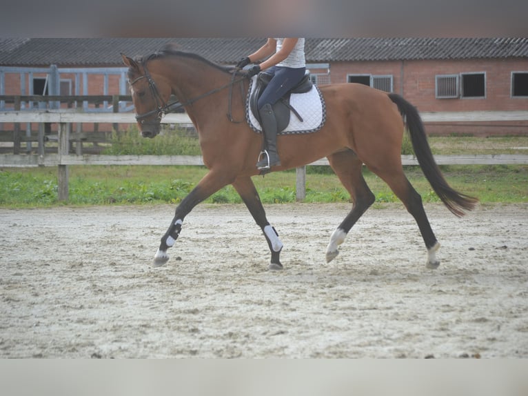 KWPN Mare 13 years 16,1 hh Brown in Breda