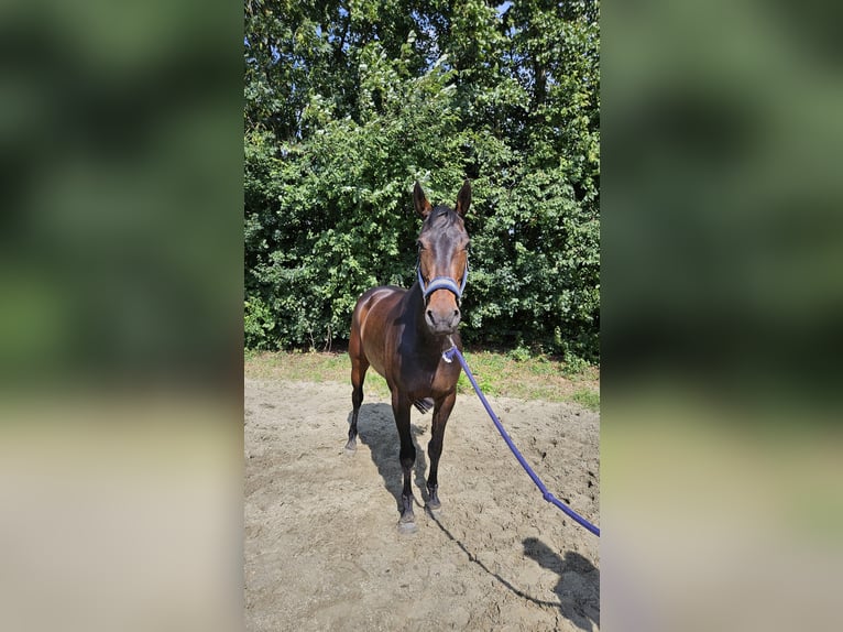 KWPN Mare 13 years 16,2 hh Brown in Berghem