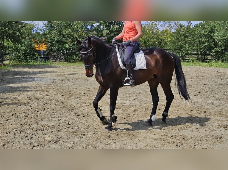 KWPN Mare 13 years 16,2 hh Brown in Berghem