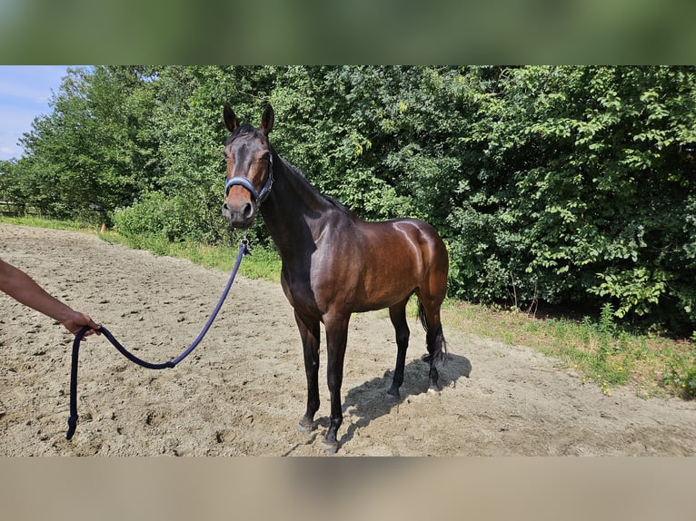 KWPN Mare 13 years 16,2 hh Brown in Berghem