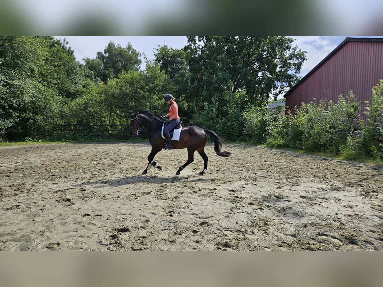KWPN Mare 13 years 16,2 hh Brown in Berghem