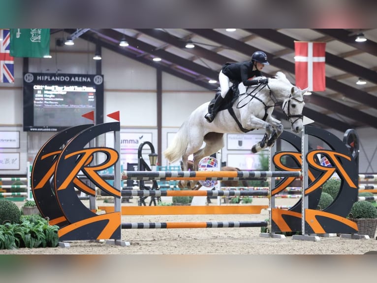KWPN Mare 13 years 16,2 hh Gray in Braunschweig