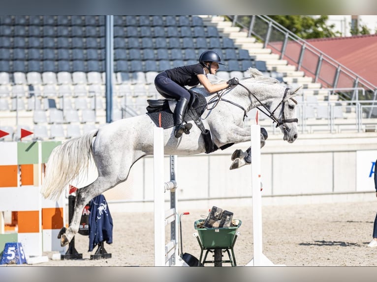 KWPN Mare 13 years 16,2 hh Gray in Braunschweig