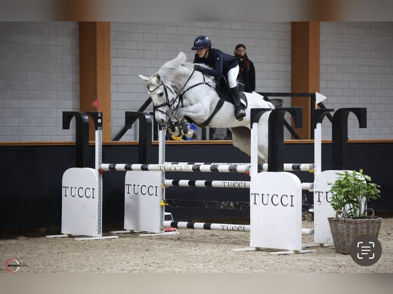 KWPN Mare 13 years 16,2 hh Gray in Braunschweig
