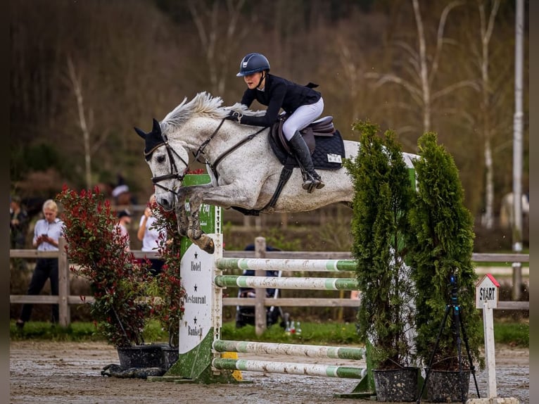 KWPN Mare 13 years 16,2 hh Gray in Braunschweig
