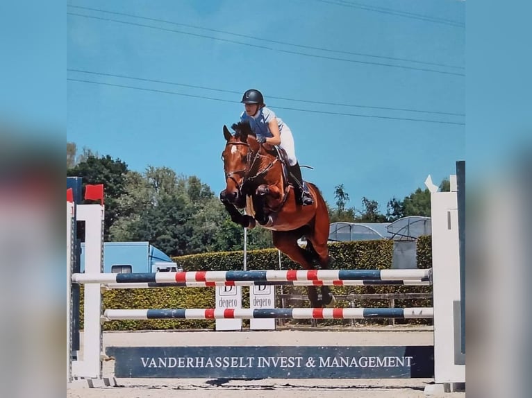 KWPN Mare 13 years 16,3 hh Brown in Hamme