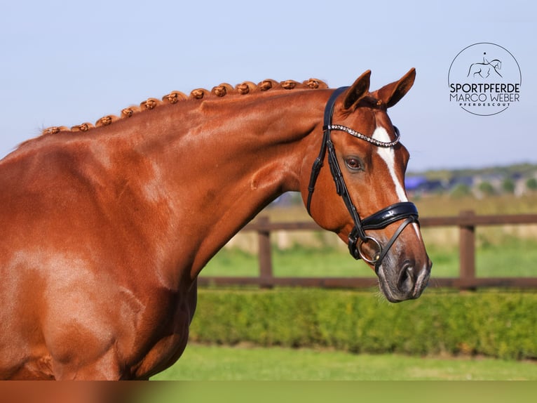 KWPN Mare 13 years 16,3 hh Chestnut-Red in Winschoten