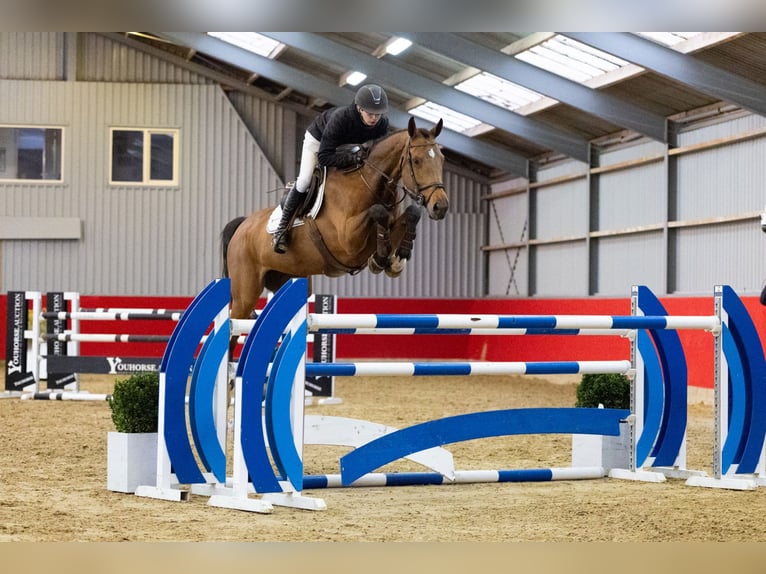 KWPN Mare 13 years 17 hh Bay-Dark in Waddinxveen